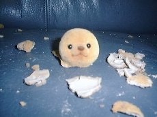 victim1