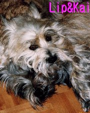 lip_kai2