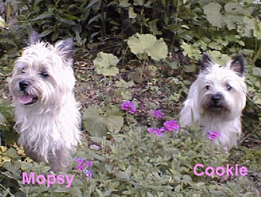 Mopsy_Cookie