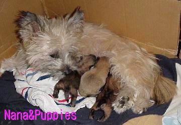 nana_pups