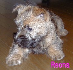 reona1