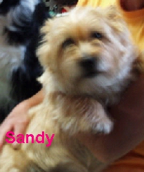 sandy