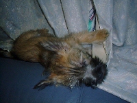 sleeping