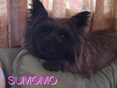 sumomo
