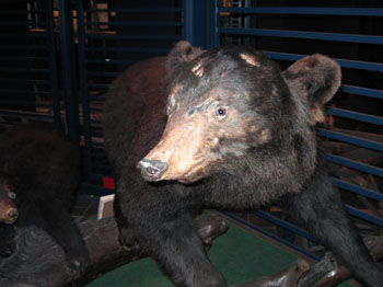 bearvshuman1