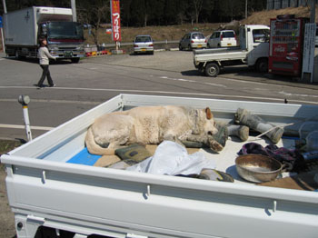 dog1