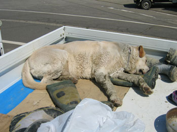 dog2