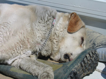 dog3
