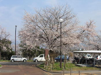 sakura1