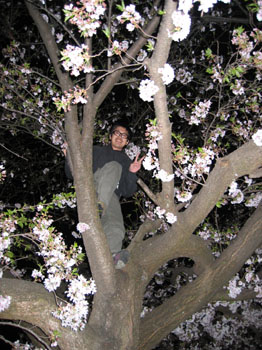 sakura3