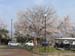 sakura1