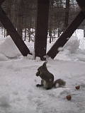 A squirrel, Iizuna, FEB 2003