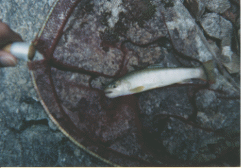 高原川釣魚写真