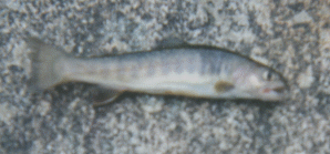 瀬戸川釣魚写真