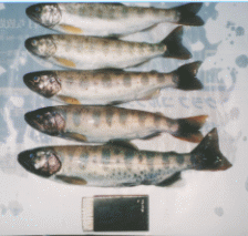 阿知川釣魚写真