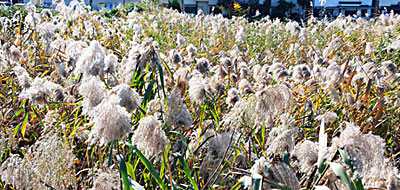 7)初冬の陽に輝く芦ヶ池の葦の穂