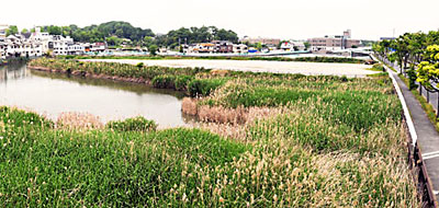 6)芦ヶ池南端の葦の群生(南東より)
