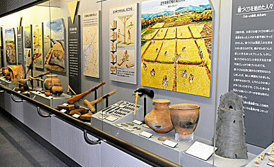 ⑤ 歴史展示コーナー(弥生時代の展示部分)