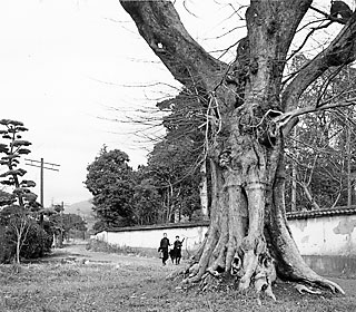 ⑪ 東高野街道(南より)