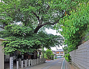 ⑩ 東高野街道(南より)