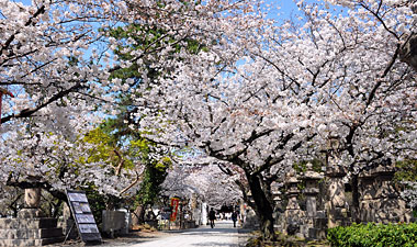 5) 桜のトンネルとなった参道(南東より)