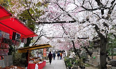 6) 出店の並ぶ参道(南より)