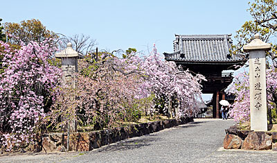 2) 山門と参道の枝垂れ桜