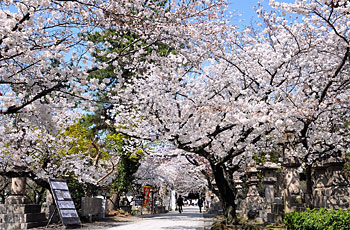 5) 桜のトンネルとなった参道(南東より)