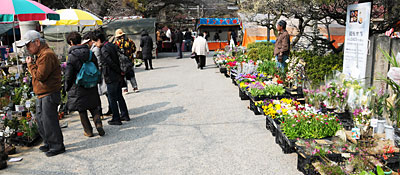 50) 梅花祭では植木市も並ぶ