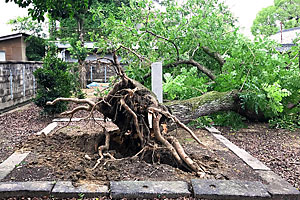 倒壊した「道明寺のもくげんじ」