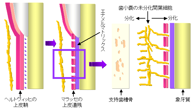 質 セメント