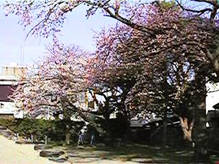 桜10