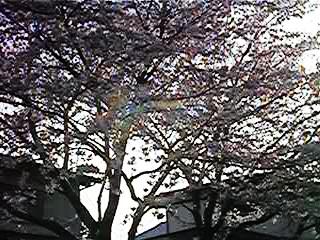 桜12