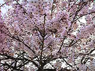 桜22