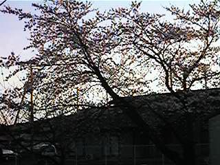桜30