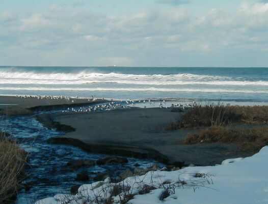 ���l�C�݂̔g