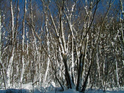 �܂�Ŕ����̂悤��