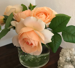 Ambridgerose