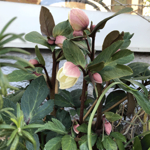 chiristmasrose