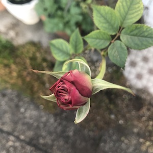 rose