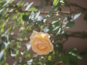 ambridge rose