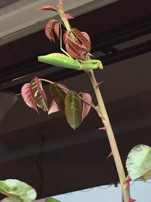 a praying mantis
