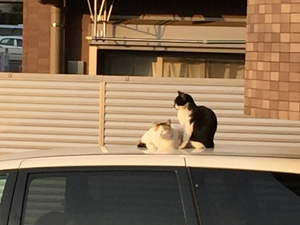 cats