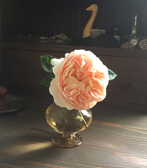 ambridge rose