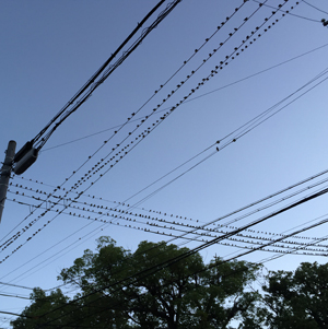 bird