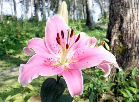 Pink Lily