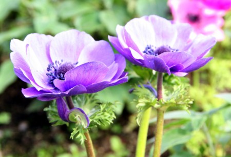 Flower at Kyushu