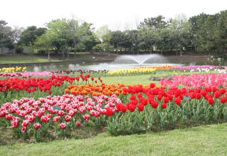 Flower at Kyushu