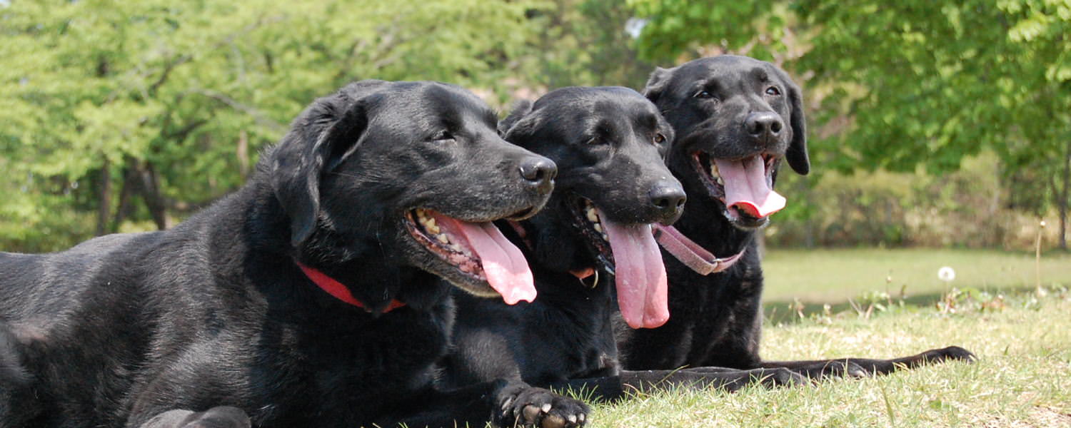 愛犬しつけ教室＆雑貨GoodDogトレーニング・ペットホテルのご案内