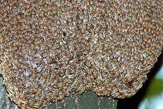 �傫�����悤�I